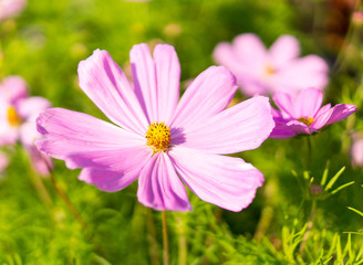 purple pink garden flower with big petals at summer. nature, flora.