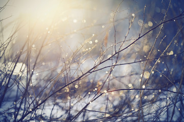 Background with branches with patches of light from sunshine.