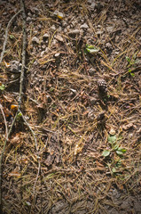 fir-tree needles on the ground in dirt at autumn. background, texture.