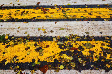 Yellow opavnie leaves on the white-yellow pedestrian crossing