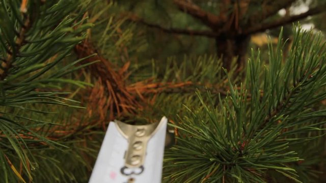 Measurement of pine branches with a construction tape measure in the forest