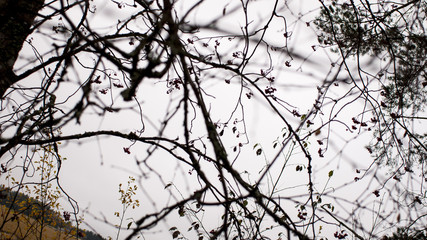 Branches against cloudy sky 