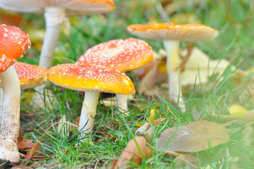 Group of Cluster or Fly Agaric grass. Magic mushrooms amanita muscaria background