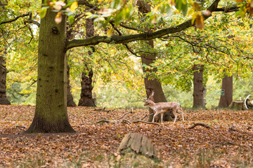 Deer in Richmond park in the autumn