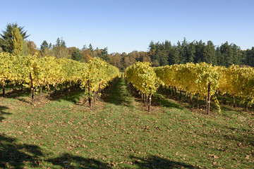 Fototapeta na wymiar Fall Morning Colors of Vineyards in the Mid Willamette Valley, Marion County, Western Oregon