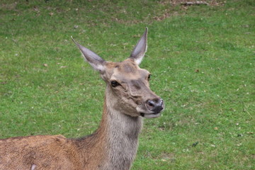 Hirschkuh Portrait