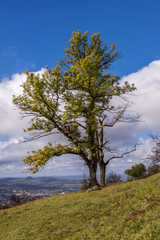 a single tree on a slope of a mountain hill with blue sky and white clouds