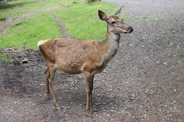 Hirschkuh