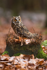 Long-eared owl