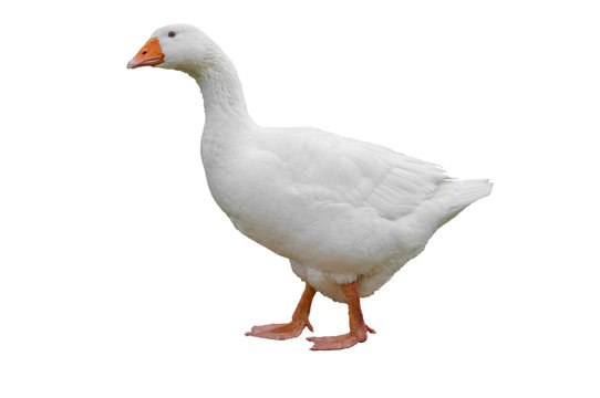 Goose isolated