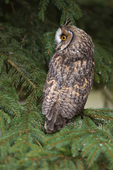 Long-eared owl