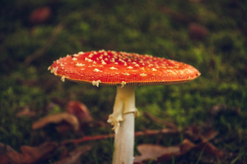 Red Mushroom
