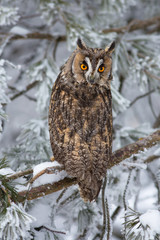 Long-eared owl