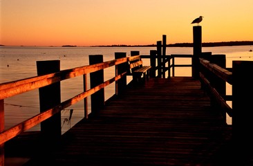 Fototapeta premium A Seagull on a Pier at Sunset