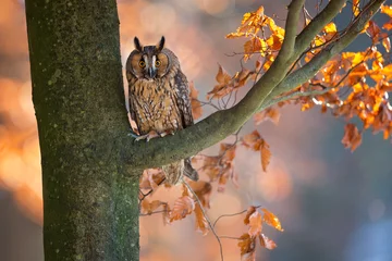Fotobehang Long-eared owl © Milan