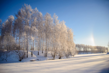 Winter picture with snow-covered trees for Christmas cards
