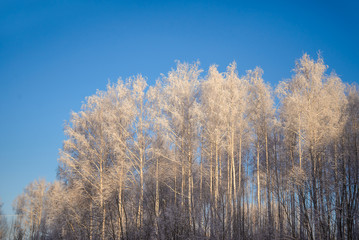 Winter picture with snow-covered trees for Christmas cards