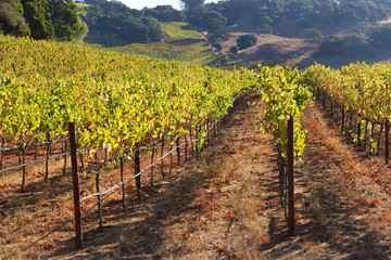 Obraz premium Rows of Grape Vines with hillside behind, Napa Valley in afternoon sunshine. Napa Valley is home to diverse microclimates and soils uniquely suited to the cultivation of a variety of fine wine grapes.