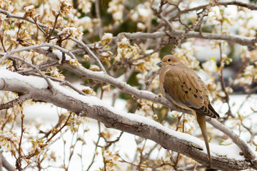 Mourning dove perched on snow covered tree limb.
