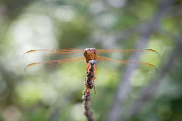 Frontal view of a dragonfly perched on a branch with wings extended staring at the viewer