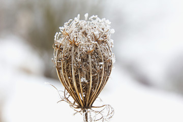 Winter is coming, frost on the plant