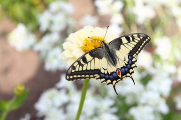 Бабочка махаон