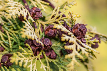 Thuja occidentalis 'Aurescens'