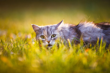 Fototapeta premium fluffy light gray cat sitting in green grass outdoors