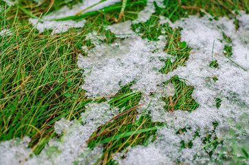 Ice and snow melting on a juicy green grass during a thaw.