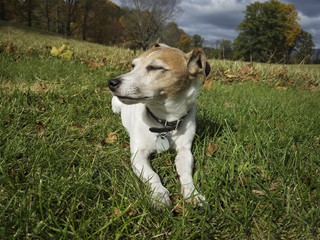 Little Jack Russell Terrier Dozing in the Sun