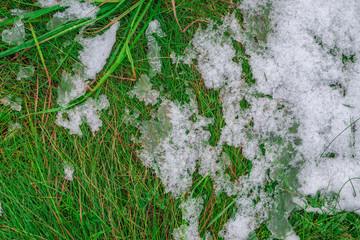 Some ice and snow on a juicy and fresh green spring grass.