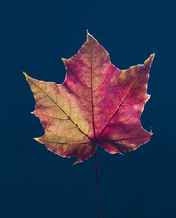 Maple autumn leaf on dark blue background
