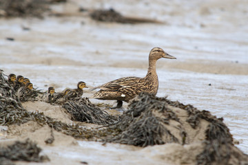 Cane et ses canetons sur une plage avec des algues