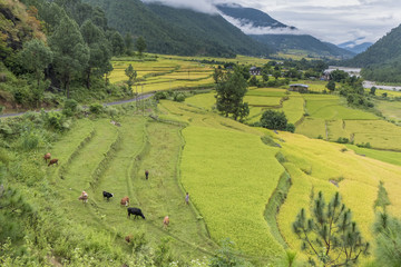 Fototapeta premium Rice Paddies, Cho River Valley, Bhutan