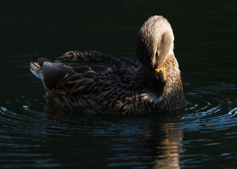 Mallard