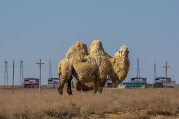 Domestic white bactrian two-humped camel in desert of Kazakhstan