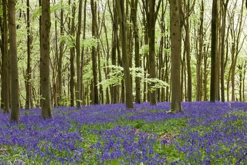 The Bluebell & Beech Wood Early Spring England UK