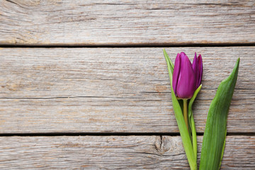 Purple tulip on a grey wooden table