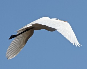 Winged Egret 1