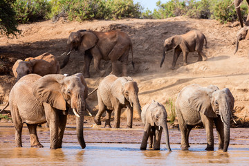 Wild elephants in Africa