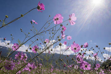 Wild Cosmos Flowers, Paro, Bhutan