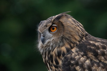 European Eagle Owl