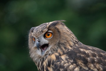 European Eagle Owl