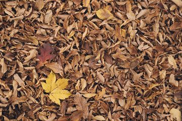 carpet of brown leaves