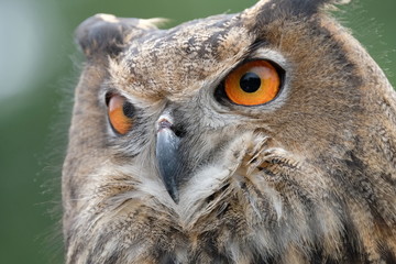 Obraz premium European Eagle Owl