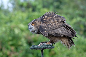 European Eagle Owl