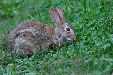 Naklejka na ściany i meble Rabbit in grass