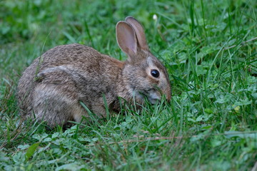 Naklejka na ściany i meble Rabbit in grass