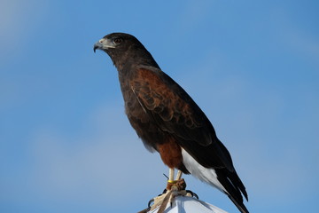 Harris Hawk