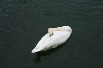 Swan